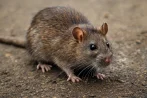 Traitement contre les rats et souris, dératisation à Perpignan 66000 Pyrénées-Orientales